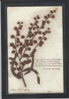CPA Herbier Vraies Fleurs Séchées Naturelles En Relief Sur Carte Postale 9 X 14 écrite De Musset - Autres & Non Classés
