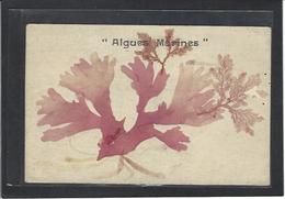 CPA Herbier Vraies Fleurs Séchées Naturelles En Relief Sur Carte Postale 9 X 14 écrite - Other & Unclassified