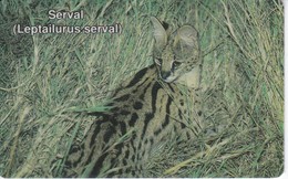 TARJETA DE NAMIBIA DE UN SERVAL (GATO SALVAJE- CAT-CHAT) - Namibia