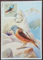 Pologne - Carte Maximum / CM 1963 - YT N°1078 - Faune / Oiseaux  / Merle - Cartes Maximum