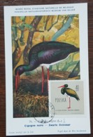 Pologne - Carte Maximum / CM 1963 - YT N°1073 - Faune / Oiseaux  / Cigogne Noire - Cartes Maximum