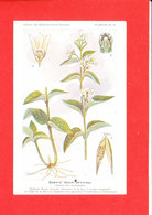 Plante Cpa Dompte Venin Officinal Planche N 16 - Medicinal Plants