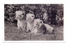 2000 HAMBURG - STELLINGEN Hagenbeck, Zoo, Löwenbabys - Stellingen