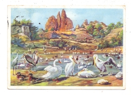 2000 HAMBURG - STELLINGEN Hagenbeck, Zoo, Großer Vogelteich, Pelikane, Sarus-Kraniche, Schwäne, 1931 - Stellingen