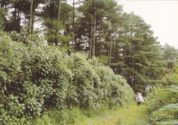 China - An Invasive Species, Crofton Weed (Ageratina Adenophora) In Yunnan - Plantas Tóxicas
