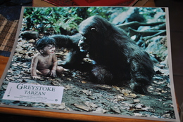 Rare Affichette Film Greystoke La Légende De Tarzan Christophe Lambert   Format 21x30 Cm - Affiches & Posters