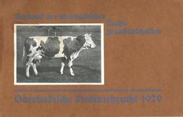 Landwirtschaft Buch Verband Der OberbadischenZuchtgenossenschaft Oberbadische Fleckviehzucht 1929 Sehr Viele Abbildungen - Exhibitions