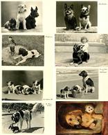Hund Lot Mit 24 Ansichtskarten I-II Chien - Perros