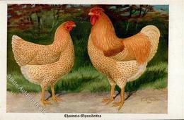 Huhn Chamois Wyandottes Sign. Zander, K. Künstlerkarte I-II - Andere & Zonder Classificatie