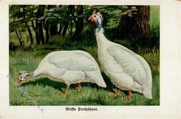 Huhn Weiße Perlhühner Sign. Zander, K. Künstlerkarte I-II - Andere & Zonder Classificatie