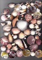 Lot De Coquillages Mer Méditerranée Coquilles Diverse,pectens,vernis,telline,nacres,balanes,escargots,spirifer,murex.. - Coquillages