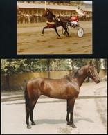 1984, 1986 Pesti Turf 2 Db Száma + 4 Db Fotó Jágó Nevezetű Lóról, 12×9 és 24×17 Cm Közötti Méretekben - Andere & Zonder Classificatie