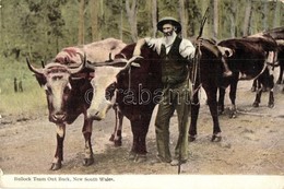 * T3 New South Wales, Bullock Team Out Back, Cattle (EB) - Unclassified