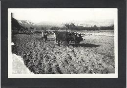 CPA Bolivie Bolivia  Carte Photo RPPC Types Non Circulé Métier Culture De Maca - Bolivië