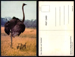 EC [00107] - RHODESIA ZIMBABWE - OSTRICH IN WANKIE NATIONAL PARK - Simbabwe