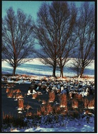 Winterstimmung Am Egelsee  -  DJH / Deutsche Jugend Herberge  -  Ansichtskarte Ca. 1990    (9426) - Leonberg