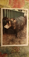 USSR Old Postcard  - Leningrad Zoo / Hippo "Gretta"   - 1963 - Hippopotames