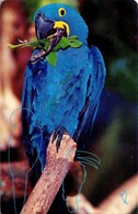 ALEMANIA. P 02 01.01. PARROT. Aves Tropicales 1/3 - Guacamayo Jacinto. (353) - Papageien