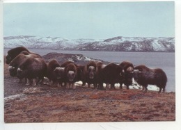 Canadian - NATURE - Boeufs Musqués Du Grand Nord (cp Vierge) - Andere & Zonder Classificatie