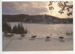 Canadian - NATURE - Dans La Foulée Du Retour Avant La Nuit Profonde (cp Vierge) Attelage Chien Traineau - Otros & Sin Clasificación