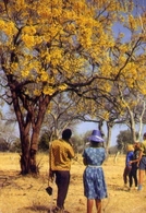 Zambia's Flowering Trees Add Colour And Beauty To The National Parks - Formato Grande Viaggiata Mancante Di Affrancatura - Zambie