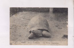 CPA PARIS JARDIN DES PLANTES, UNE TORTUE ELEPHANTINE En 1918! - Tartarughe