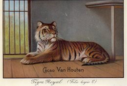 ¤ Chromo Cacao Van Houten - Tigre Royal - Van Houten