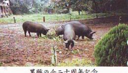 Télécarte Japon *  YEAR Of The PIG (己亥) ZODIAC  (591) COCHON * PHONECARD JAPAN * TK * SCHWEIN * PORCO * VARKEN - Zodiaque