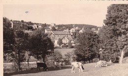 43 / LE CHAMBON SUR LIGNON / VUE GENERALE / VACHES - Ugine