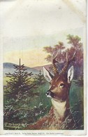 CPA Illsutree Par E. DOECKER -  Auerhahn Im Forst - Illsutration Signée CERF - Foret - Döcker, E.