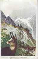 CPA Illsutree Par E. DOECKER -  Auerhahn Im Forst - Illsutration Signée CHAMOIS - Montagne - Döcker, E.