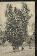 Carte Illustré Obl. N° 43. Vue: 43. Dragonnier Près De Mopolanga. - Obl. Kinshasa 1920 Pour Bxl - Entiers Postaux