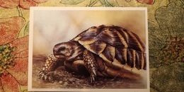 TURTLE By Isakov - Testudo  - Eretmochelya Imbricata -soviet Postcard - Old PC - Tortue 1990 - Tartarughe