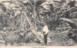 Costa Rica / 46 - Cutting Bananas - Costa Rica
