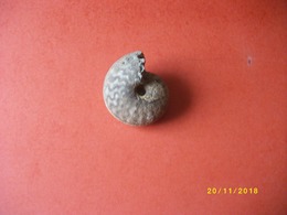 Ammonite 160 Grs 7x6cms - Fossilien