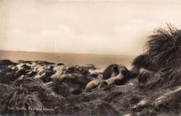 Falkland Islands / 05 - Seal Family - Isole Falkland