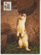 Norvège Carte Maximum 1989 Animaux Hermine 969 - Cartoline Maximum