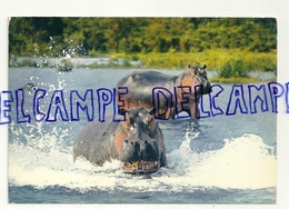 Faune Africaine. Hippopotames. Hippopotamus . IRIS. Mexichrome. Editions Hoa-Qui 3 316 - Hippopotames