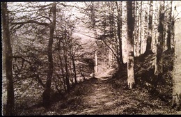 Hoeylaert - Sentier De La Sapinière - Groenendael - Hoeilaart