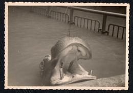 C1187 - TOP Foto - Leipziger Zoo - Flußpferd - Hippopotames