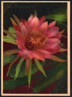 C1307 - Glückwunschkarte Blumen - Photochromie Offset - Flores