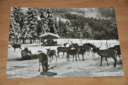 7083-  TEGERNSEE, WILDFÜTTERUNG - Tegernsee