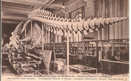 L20J444 - Monaco - Musée Océanographique Océanographie Zoologique -  Baleinoptère - Gilletta - Oceanographic Museum