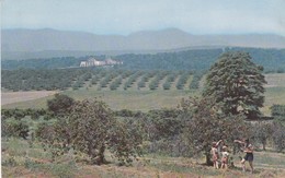 Postcard Rip Van Winkle Bridge Connecting Hudson And Catskill Catskill Mountains Children Picking Fruit ? My Ref  B12784 - Catskills