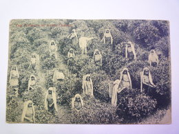 TEA PLUCKERS AT WORK  (Ceylon)  1904   - Sri Lanka (Ceylon)