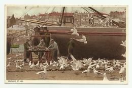 St. Ives   *  Seagulls (pêcheurs) - St.Ives
