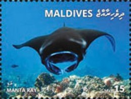 Maldives 2018, Animals, Manta Ray, 1val - Fishes
