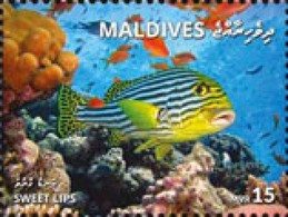 Maldives 2018, Animals, Sweet Lips, 1val - Fishes