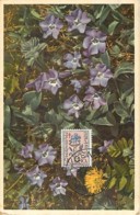 Belgique Vinca Minor L.   Carte Maximum Card CM - 1934-1951