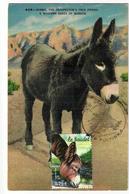 Carte Maximum ANE   (oblitération 1 Er Jour) - Donkeys